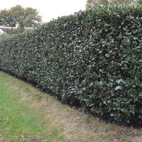 Green Holly hedging